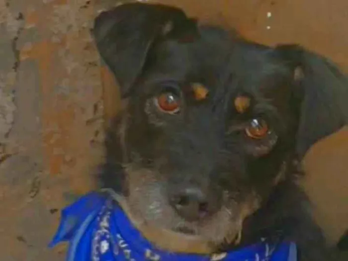 Cachorro ra a SRD-ViraLata idade 3 anos nome Fred