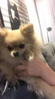 cacau