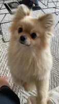 cacau