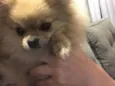 cacau