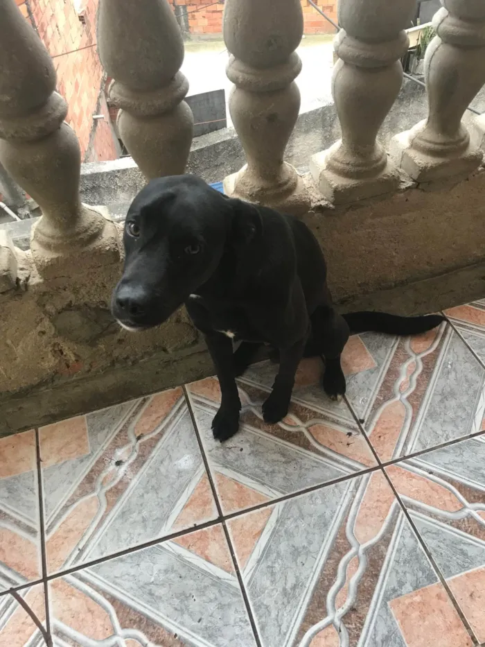 Cachorro ra a Labrador idade 7 a 11 meses nome Maylon