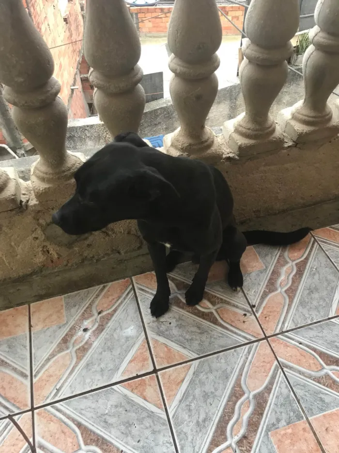 Cachorro ra a Labrador idade 7 a 11 meses nome Maylon