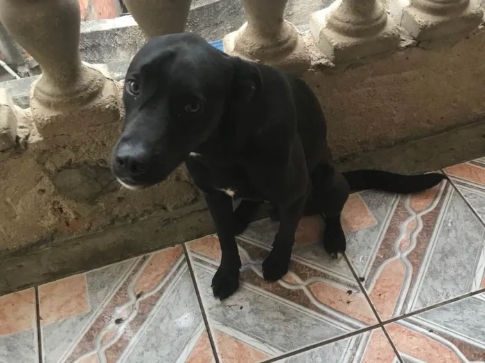 Cachorro ra a Labrador idade 7 a 11 meses nome Maylon