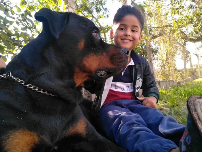 Cachorro ra a Rottweiler idade 3 anos nome Thor