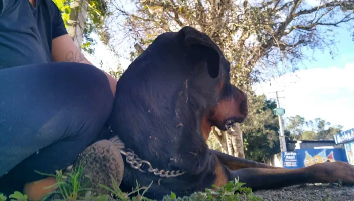 Cachorro ra a Rottweiler idade 3 anos nome Thor