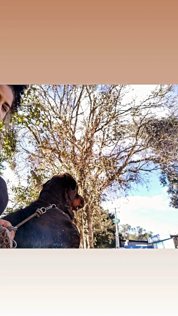 Cachorro ra a Rottweiler idade 3 anos nome Thor