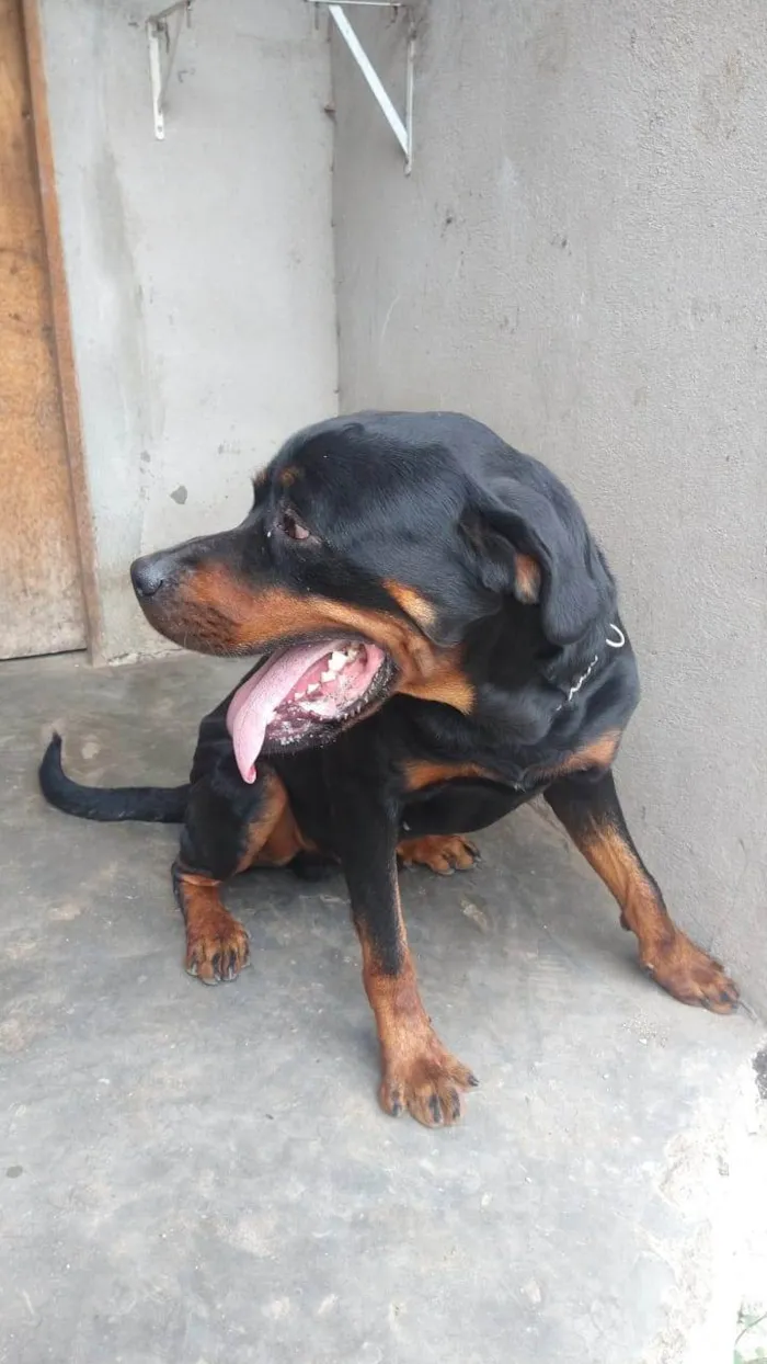 Cachorro ra a Rottweiler idade 3 anos nome Thor
