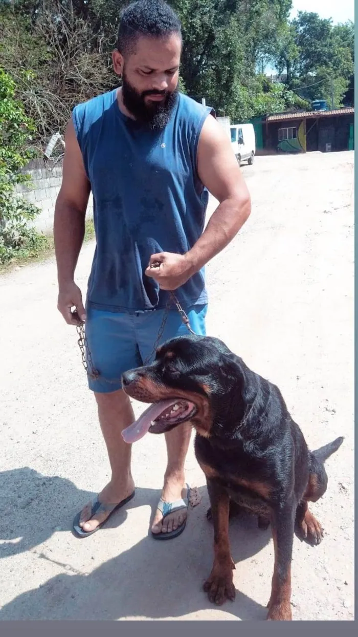 Cachorro ra a Rottweiler idade 3 anos nome Thor