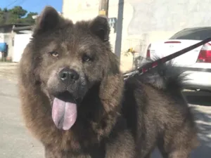 Cachorro raça Chow chow idade 4 anos nome Lunna