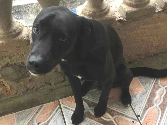 Cachorro ra a Labrador idade 7 a 11 meses nome Maylon