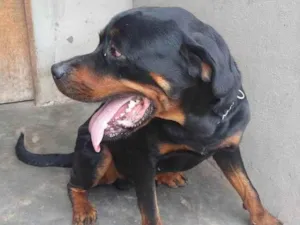 Cachorro raça Rottweiler idade 3 anos nome Thor