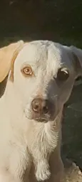 Slink