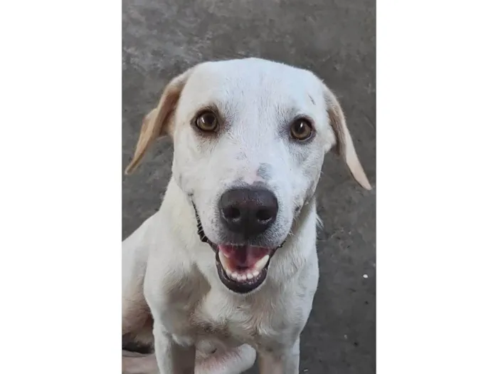 Cachorro ra a Labrador c/ vira-lata  idade 3 anos nome Slink 