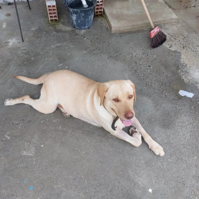 Cachorro ra a Labrador  idade 2 anos nome Britney 
