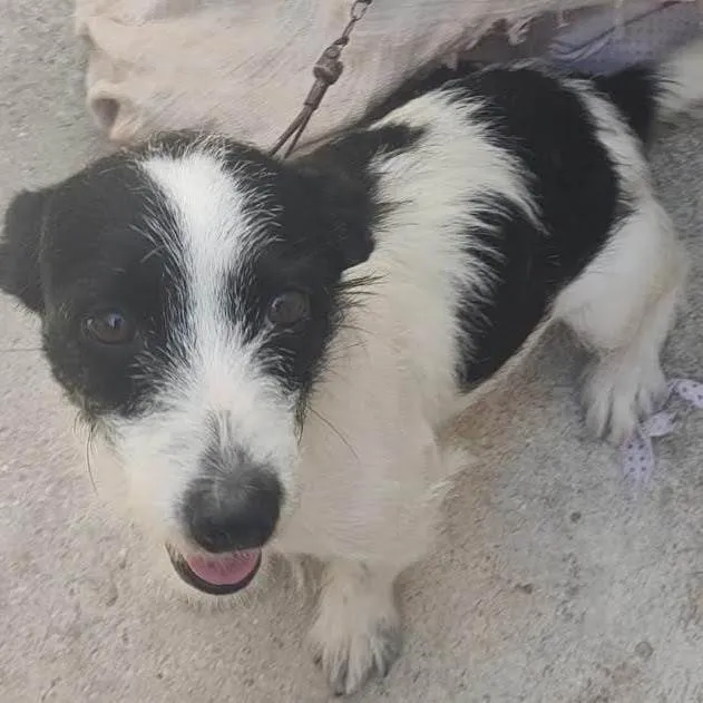 Cachorro ra a SRD-ViraLata idade 1 ano nome Princesa