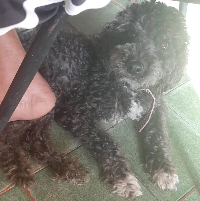 Cachorro ra a SRD-ViraLata idade 2 anos nome Petra