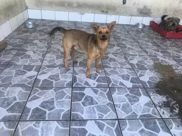 Cachorro ra a SRD-ViraLata idade 1 ano nome Paçoca II