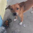 Paçoquinha 