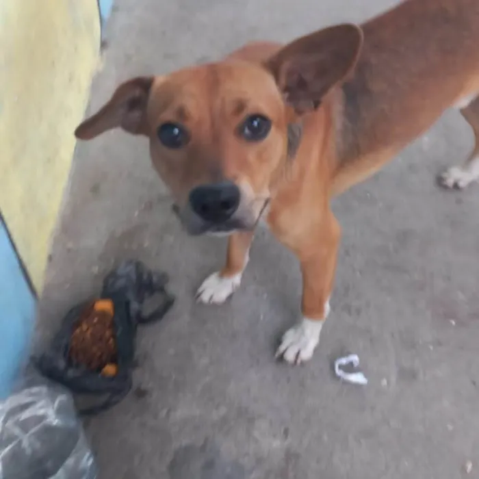 Cachorro ra a SRD-ViraLata idade 2 anos nome Paçoquinha 