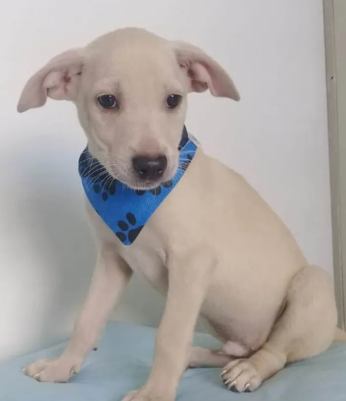 Cachorro ra a SRD-ViraLata idade 2 a 6 meses nome BRANQUINHO