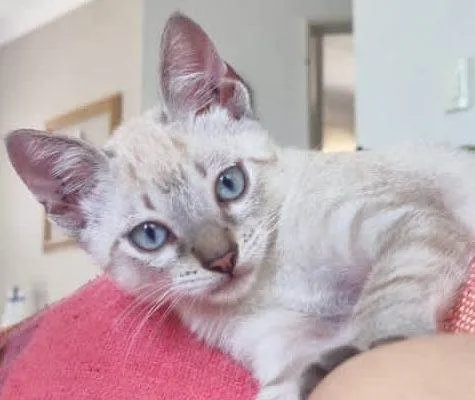Gato ra a Raça Bonita idade Abaixo de 2 meses nome Bonzinho e Amável 