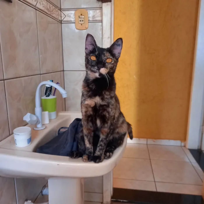 Gato ra a Desconheçida idade 7 a 11 meses nome Tchala