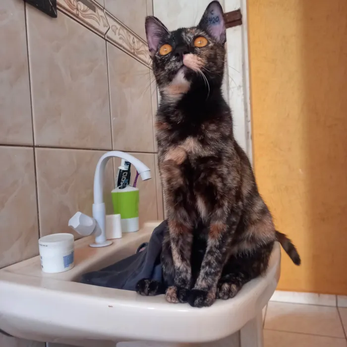 Gato ra a Desconheçida idade 7 a 11 meses nome Tchala