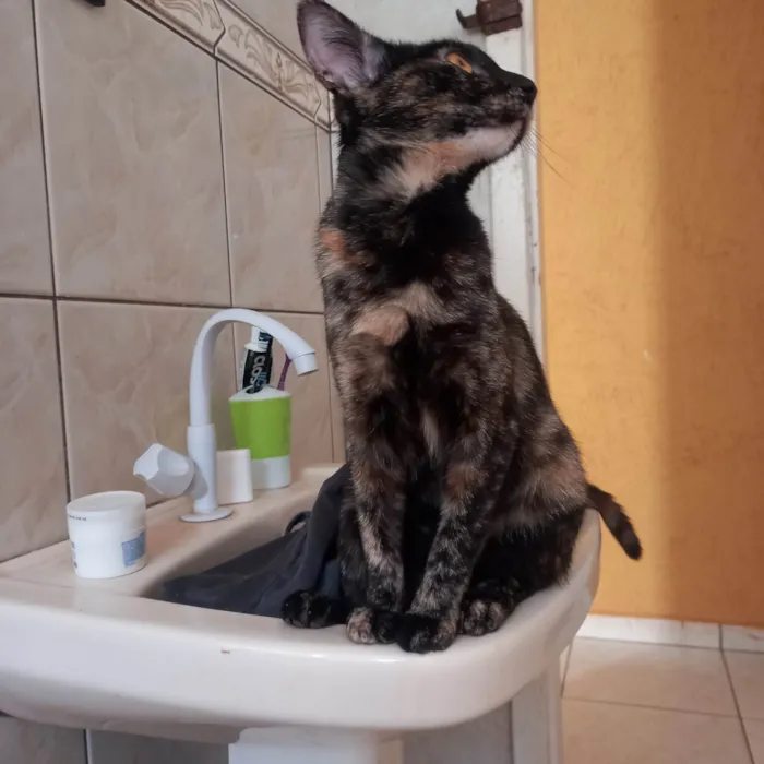Gato ra a Desconheçida idade 7 a 11 meses nome Tchala