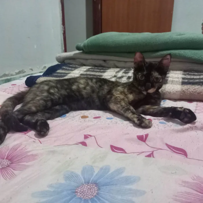 Gato ra a Desconheçida idade 7 a 11 meses nome Tchala