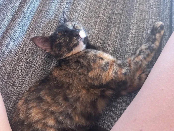 Gato ra a Desconheçida idade 7 a 11 meses nome Tchala