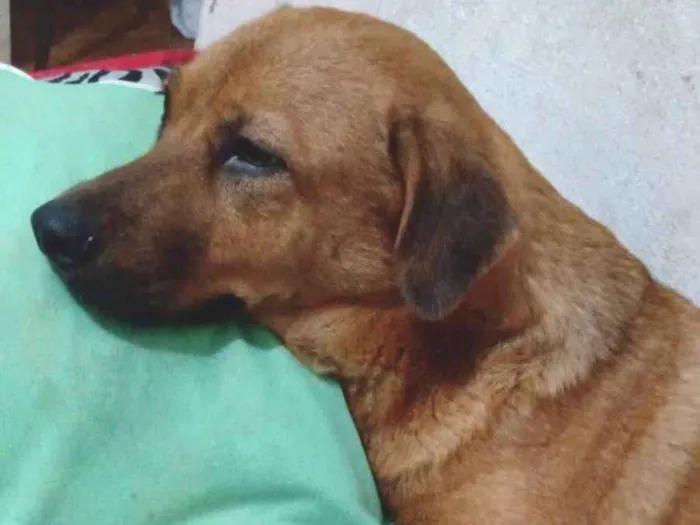 Cachorro ra a SRD-ViraLata idade 2 anos nome Artemis