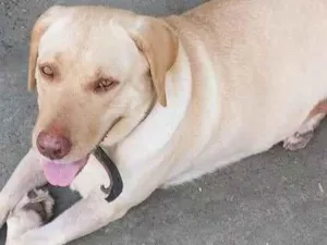 Cachorro raça Labrador  idade 2 anos nome Britney 