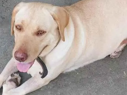 Cachorro ra a Labrador  idade 2 anos nome Britney 