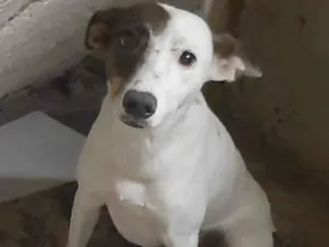 Cachorro raça SRD-ViraLata idade 1 ano nome Jade