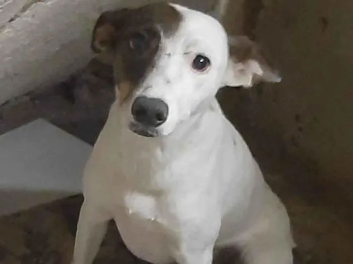 Cachorro ra a SRD-ViraLata idade 1 ano nome Jade