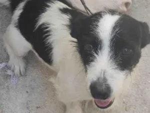 Cachorro raça SRD-ViraLata idade 1 ano nome Princesa