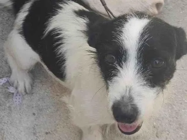 Cachorro ra a SRD-ViraLata idade 1 ano nome Princesa