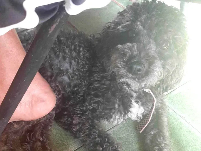 Cachorro ra a SRD-ViraLata idade 2 anos nome Petra