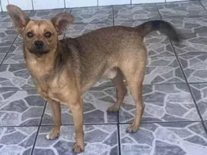 Cachorro raça SRD-ViraLata idade 1 ano nome Paçoca II