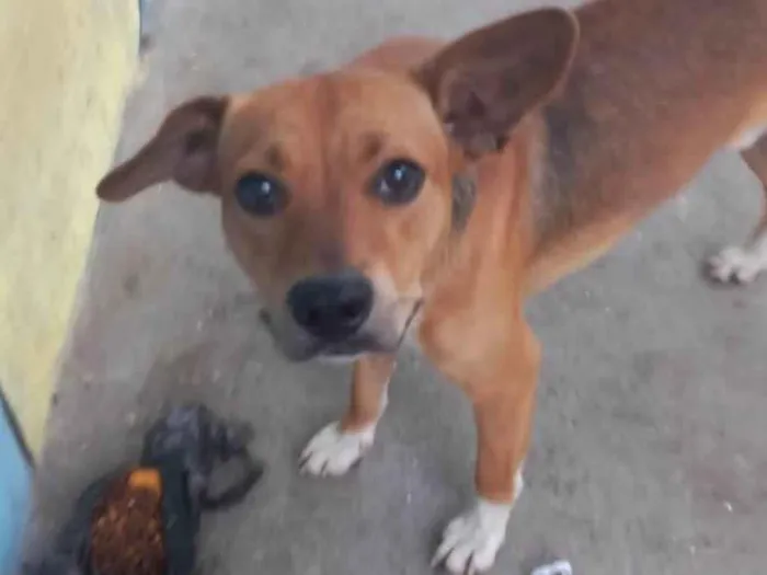 Cachorro ra a SRD-ViraLata idade 2 anos nome Paçoquinha 