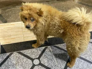 Cachorro raça Chow Chow idade 2 anos nome Thor