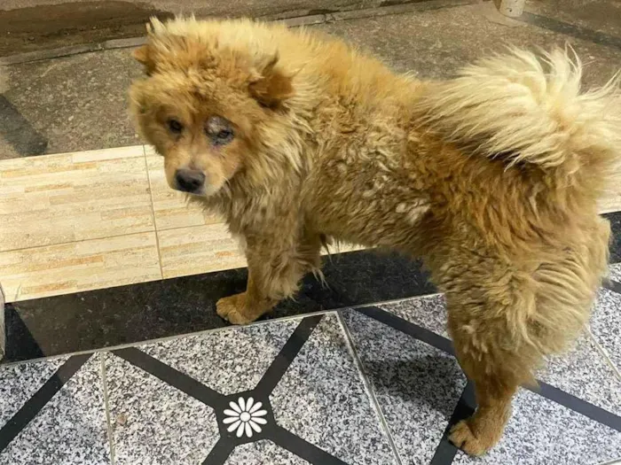 Cachorro ra a Chow Chow idade 2 anos nome Thor