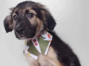 Cachorro raça SRD-ViraLata idade 2 a 6 meses nome GREY