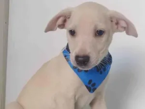 Cachorro raça SRD-ViraLata idade 2 a 6 meses nome BRANQUINHO