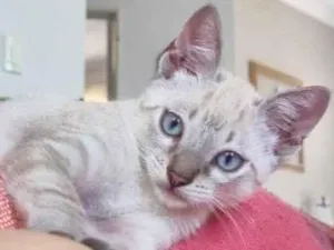 Gato raça Raça Bonita idade Abaixo de 2 meses nome Bonzinho e Amável 