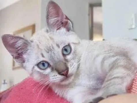 Gato ra a Raça Bonita idade Abaixo de 2 meses nome Bonzinho e Amável 
