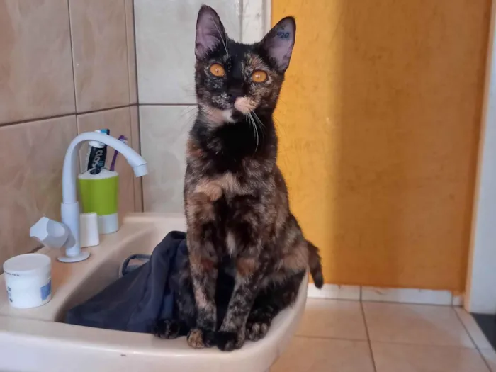 Gato ra a Desconheçida idade 7 a 11 meses nome Tchala
