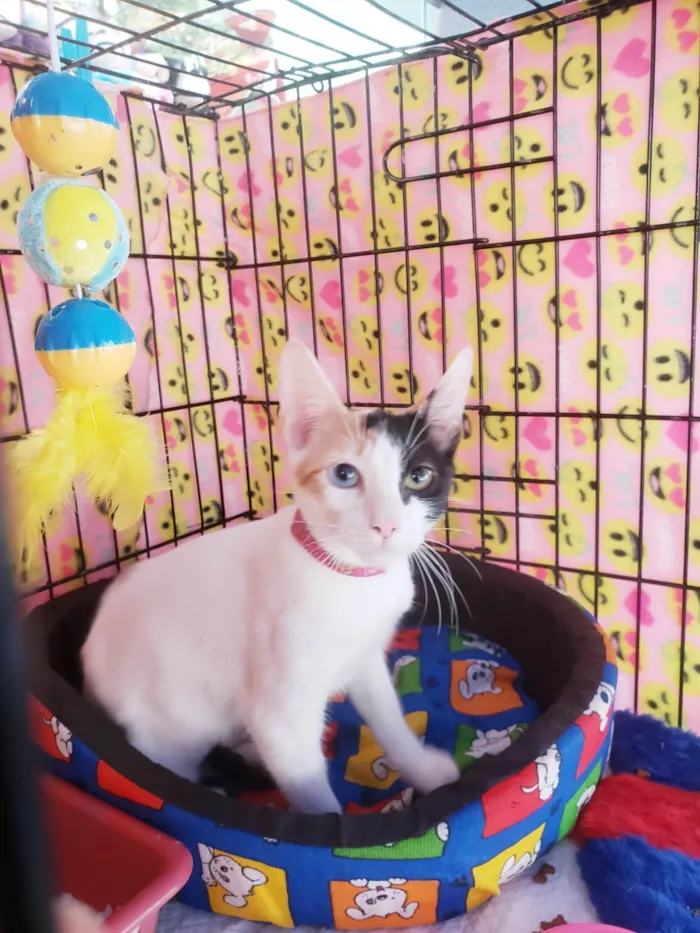 Gato ra a SRD-ViraLata idade 2 a 6 meses nome Amábile