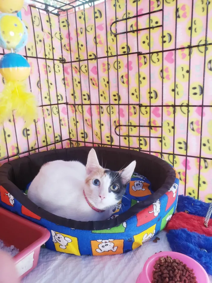 Gato ra a SRD-ViraLata idade 2 a 6 meses nome Amábile