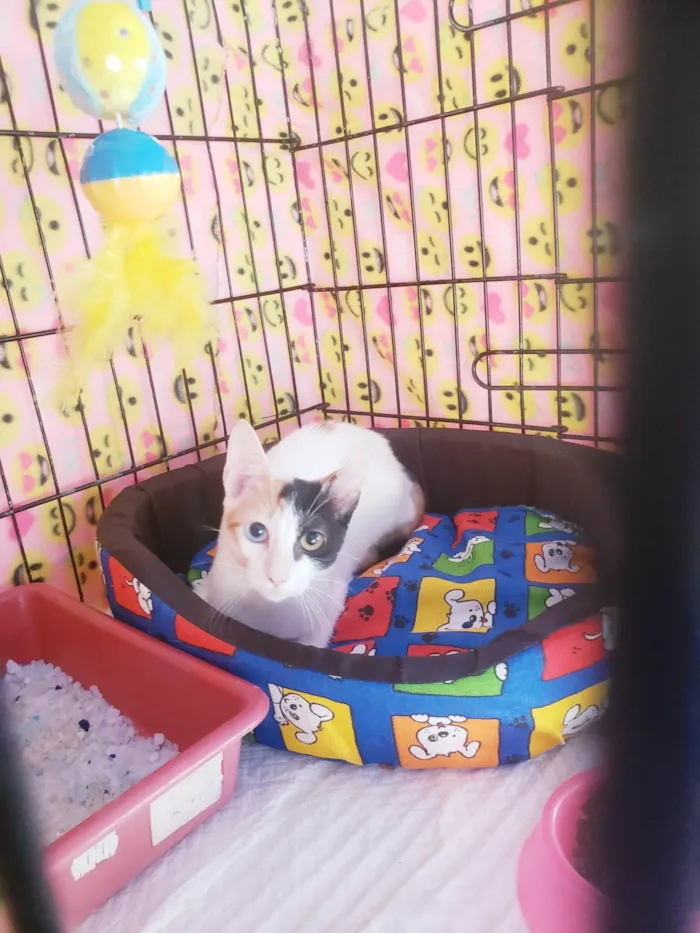 Gato ra a SRD-ViraLata idade 2 a 6 meses nome Amábile